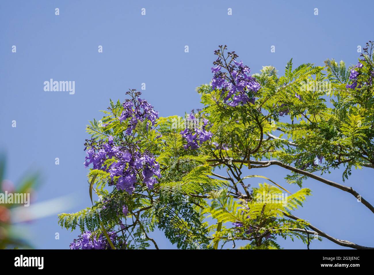 Bleu Jacaranda (Jacaranda mimosifolia) fleurs au sommet de l'arbre, Andalousie, Espagne. Banque D'Images