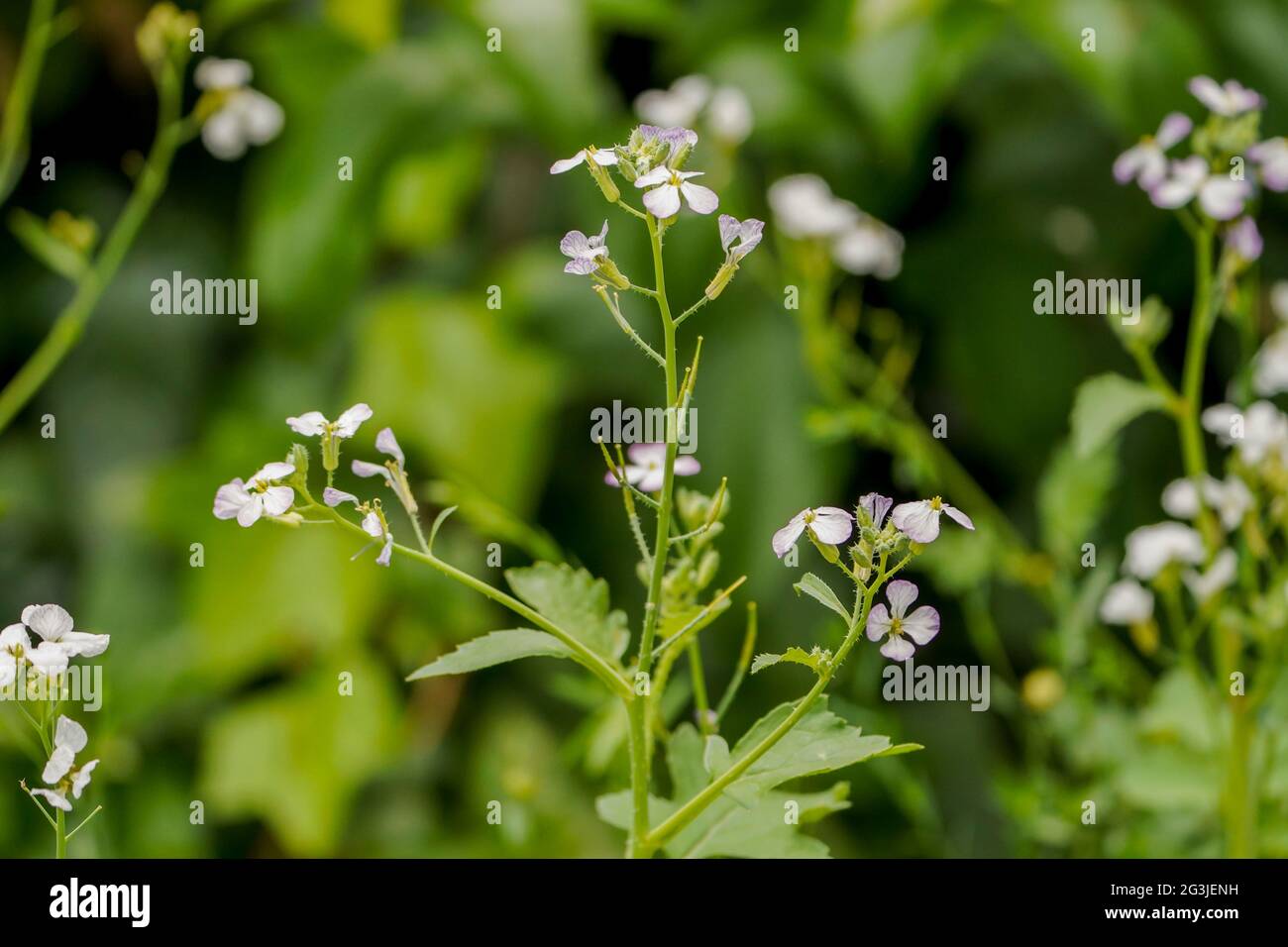 Radis fourragers, radis à l'huile, Raphanus sativus oleiformis, floraison au printemps, Espagne. Banque D'Images