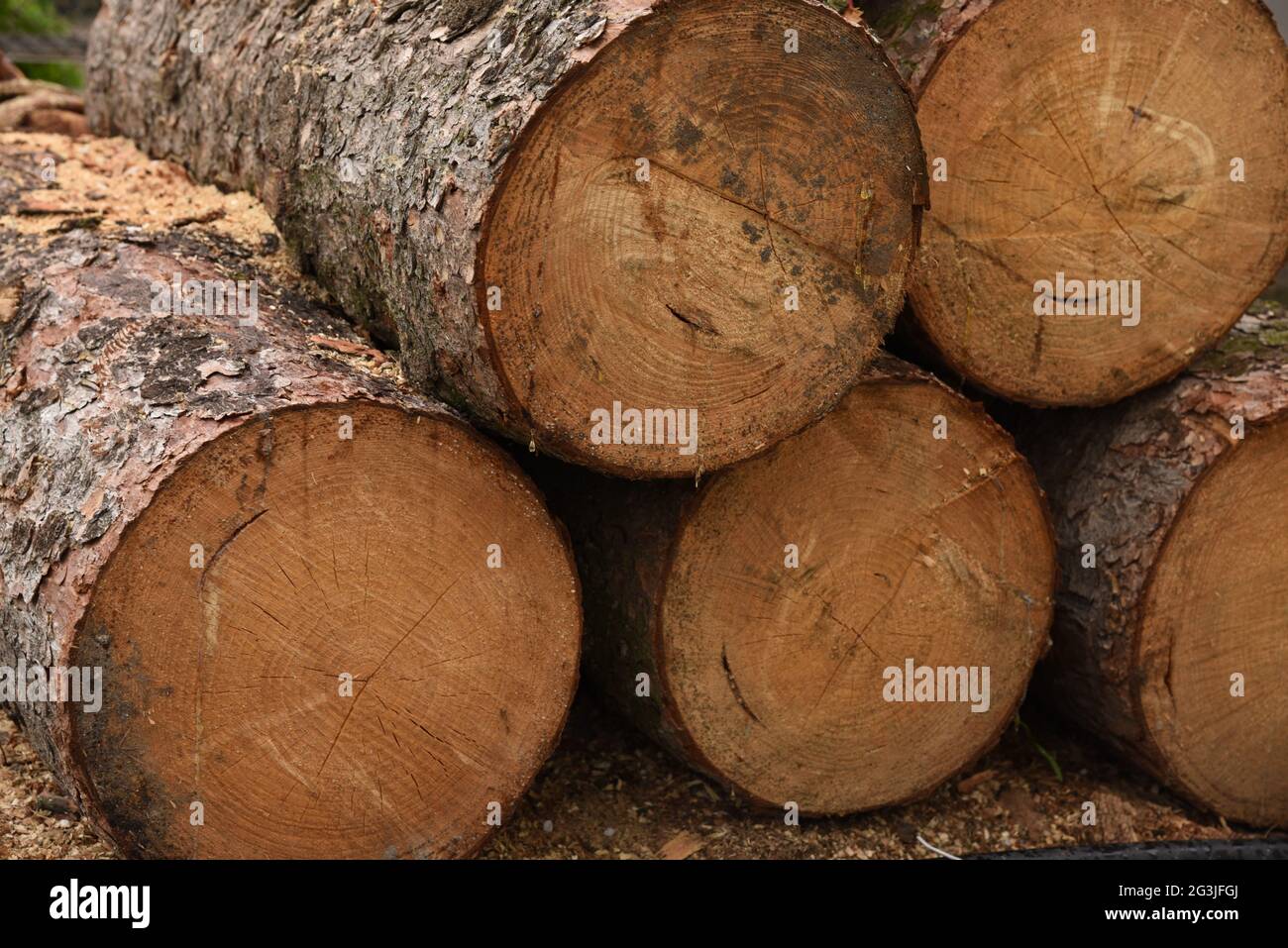 Fiellées, piliers d'arbres abattus Banque D'Images