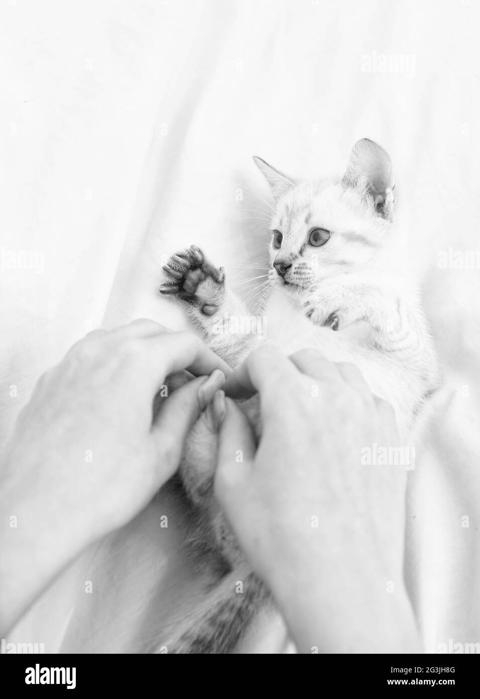 Petit Joli Petit Chaton Se Detendre Chat Bebe Joli Chaton Blanc Tendre Et Charmant Chaton Blanc Jouant Avec Les Mains Des Femmes Concept Pet Partagez Votre Amour Maison Confortable Photo Stock Petit Joli Petit Chaton Se Detendre Chat Bebe Joli Chaton Blanc Tendre Et Charmant Chaton Blanc Jouant Avec Les Mains Des Femmes Concept Pet Partagez Votre Amour Maison Confortable Photo Stock