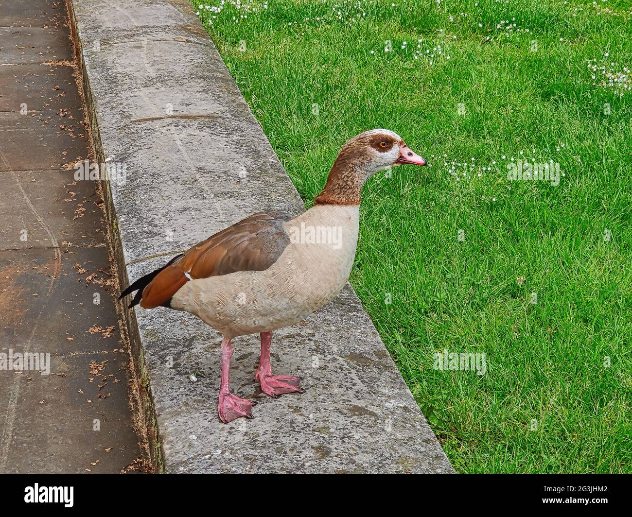 Oie égyptienne marchant sur de l'herbe Banque D'Images