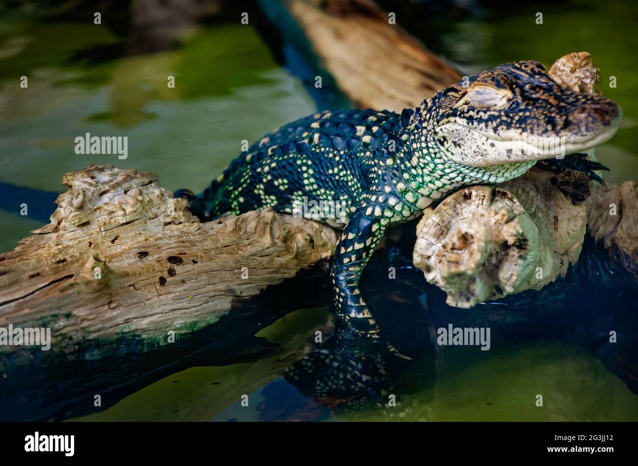 Un alligator américain juvénile repose avec ses yeux fermés sur une bûche au Gulf Coast Gator Ranch and Tours, le 12 juin 2021, à Moss point, Mississippi. Banque D'Images