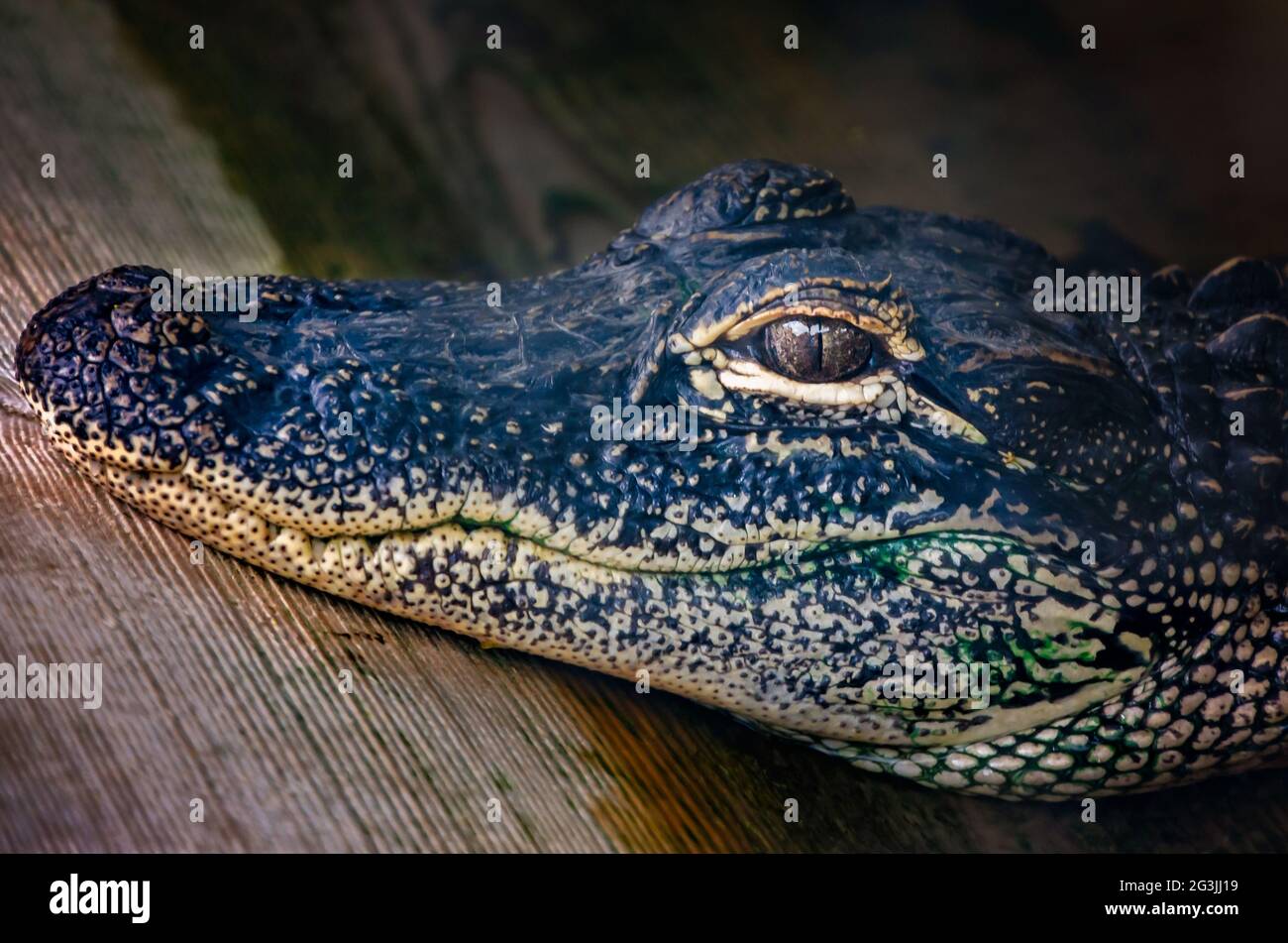 Un alligator américain juvénile repose dans un stylo au Gulf Coast Gator Ranch and Tours, le 12 juin 2021, à Moss point, Mississippi. Banque D'Images