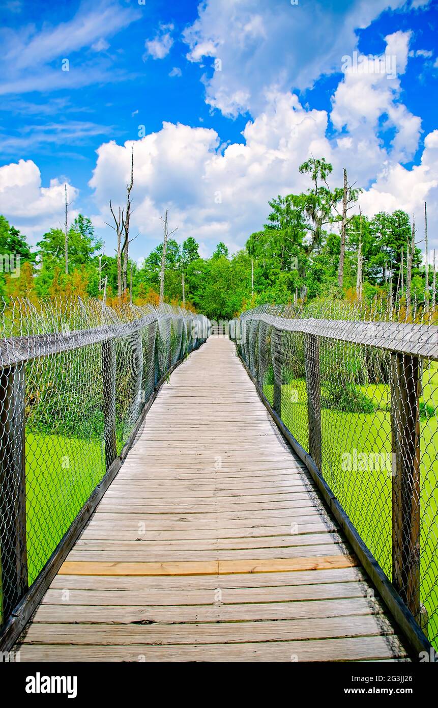 Une promenade mène les visiteurs à travers les marécages infestés d'alligators au Gulf Coast Gator Ranch and Tours, le 12 juin 2021, à Moss point, Mississippi. Banque D'Images