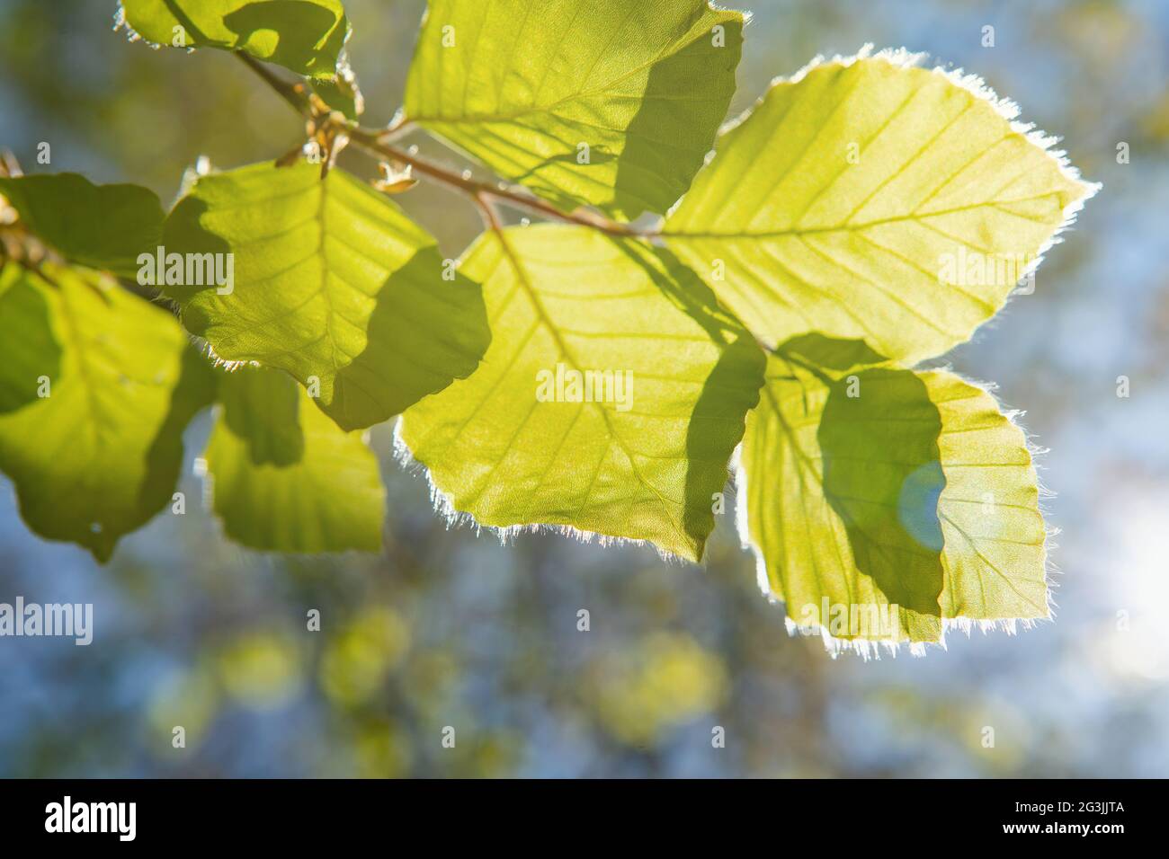 Jeunes feuilles vertes fraîches au printemps. De nouvelles feuilles vertes fraîches sur les fonds verts. Jour de printemps brillant Banque D'Images