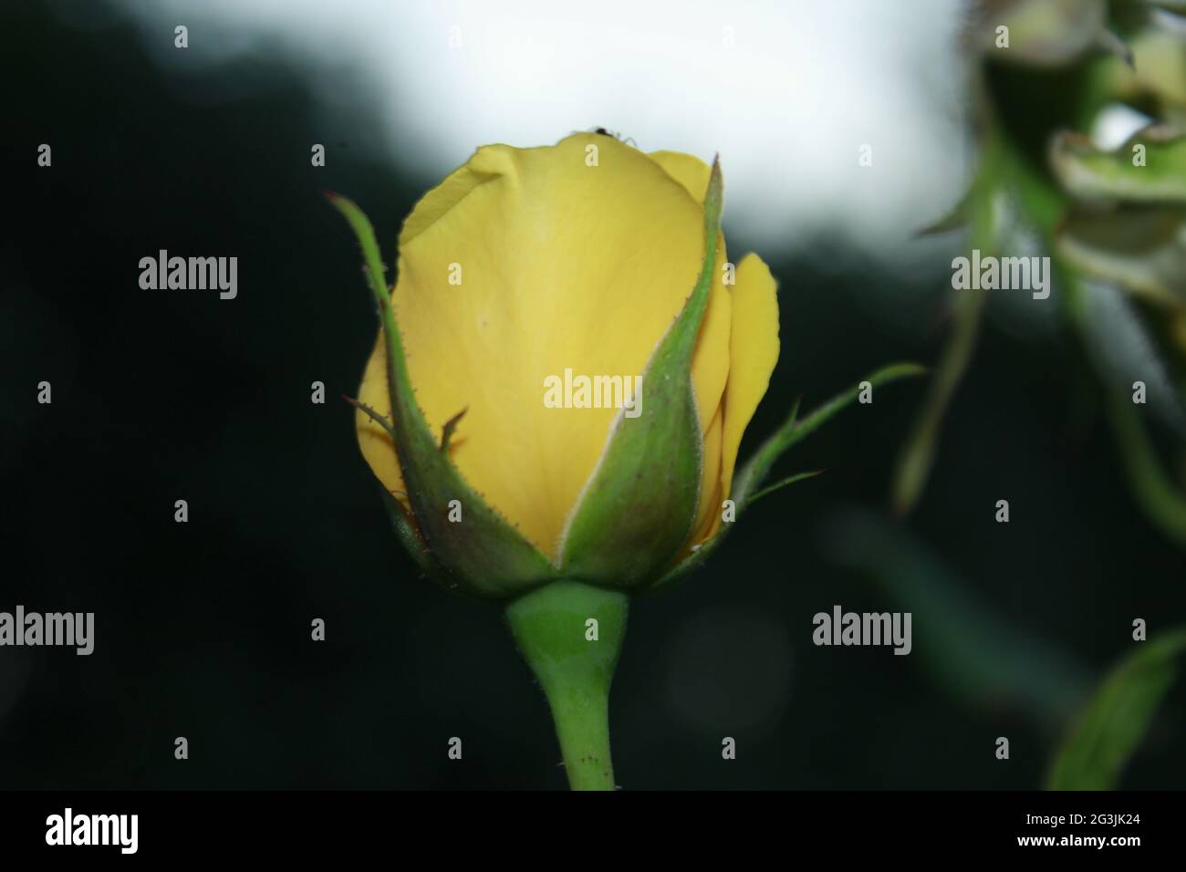 Gros plan de fleurs de rose jaune, image de rose vintage.mise au point sélective. Banque D'Images