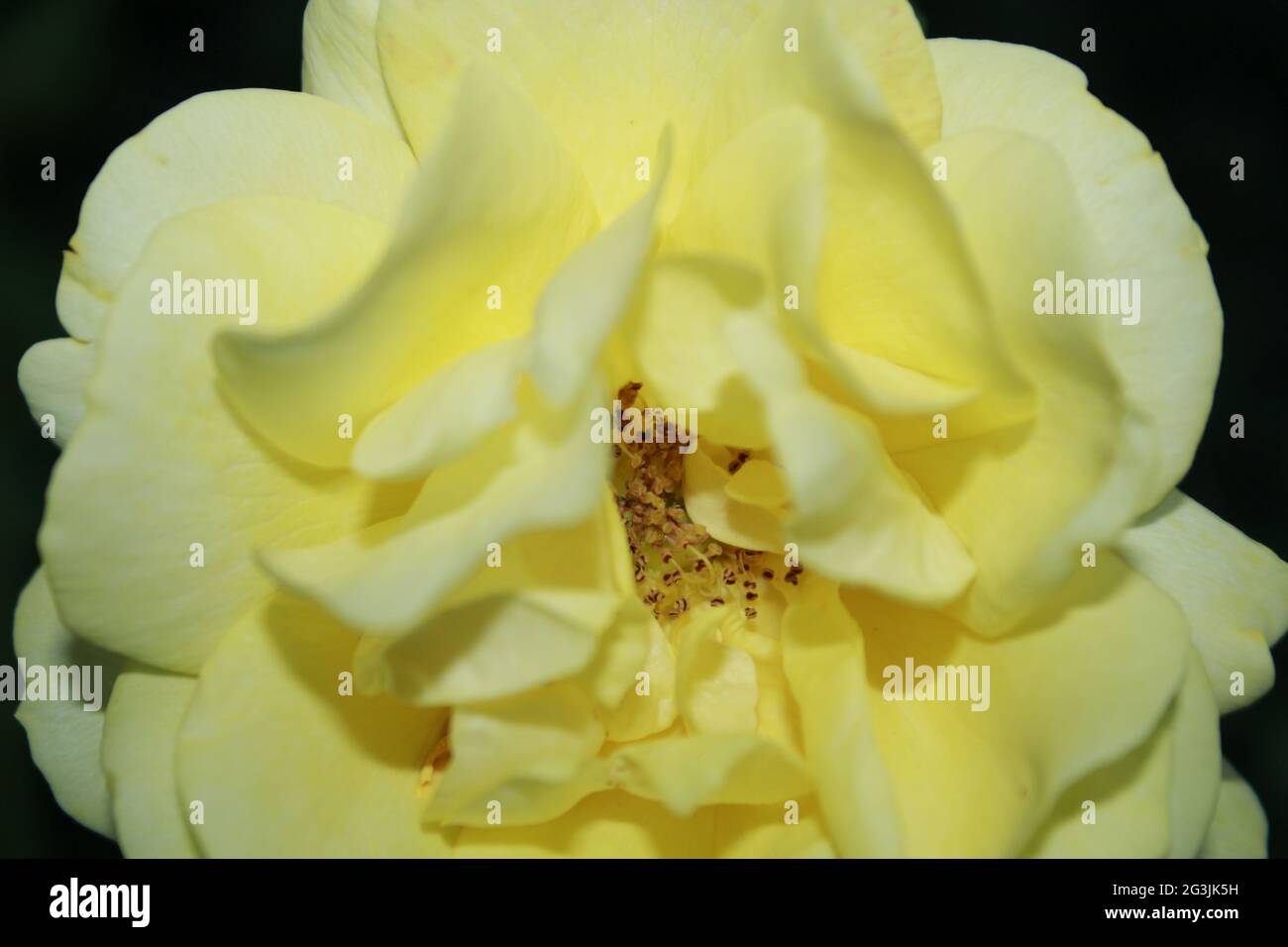 Gros plan de fleurs de rose jaune, image de rose vintage.mise au point sélective. Banque D'Images