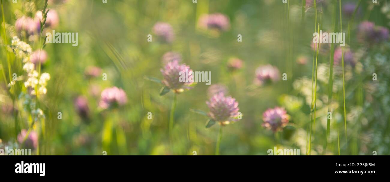 Trèfle rose sauvage (Trifolium pratense) sur fond ensoleillé de belle nature de printemps. Scène d'été avec fleur de trèfle de couleur rose Banque D'Images