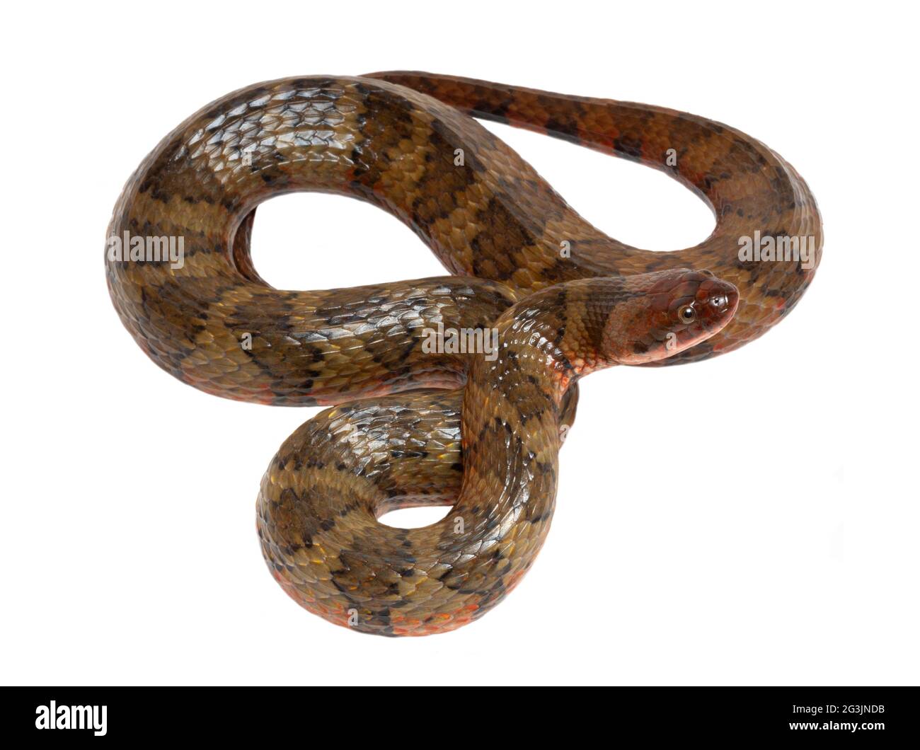 Serpent d'eau d'Amérique du Sud (Helicops angulatus), province d'Orellana, Équateur Banque D'Images