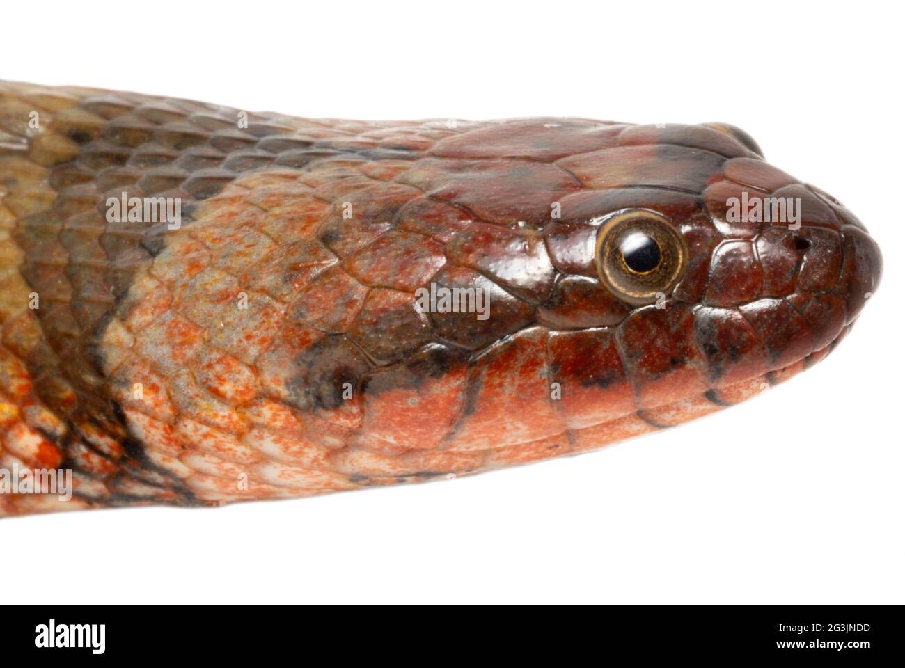 Serpent d'eau d'Amérique du Sud (Helicops angulatus), province d'Orellana, Équateur. Gros plan de la tête. Banque D'Images