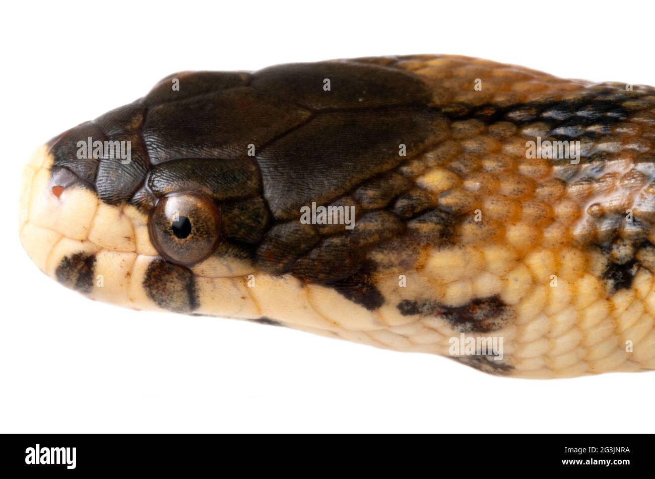 Serpent d'eau Rio Pastaza (Helicops pastazae), province d'Orellana, Amazonie équatorienne. Gros plan de la tête. Banque D'Images