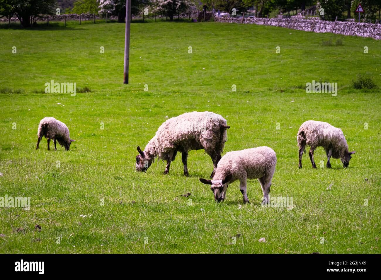 Moutons aux oreilles longues et piquées dans un champ, comté de Durham, Angleterre Banque D'Images