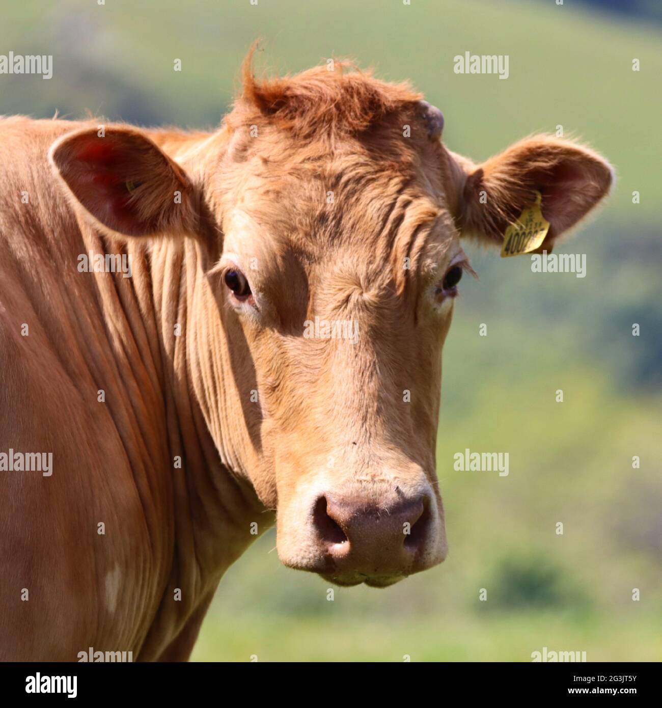 Gros plan de Brown Cow Banque D'Images