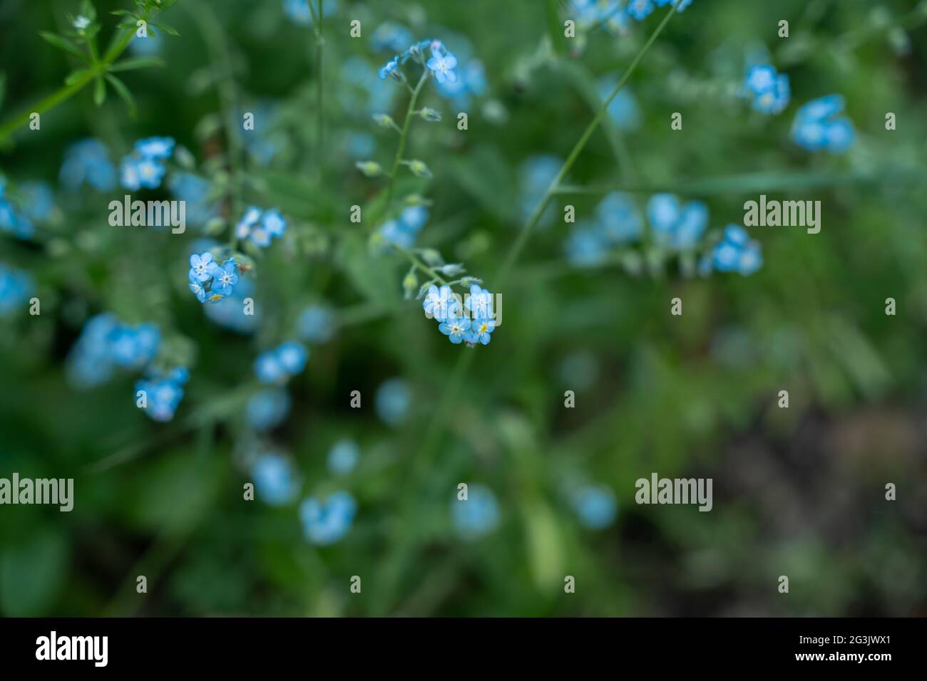 Partez en randonnée dans les montagnes de Santa Cruz en Californie, filmées sur les photos haute résolution Sony A7RIV 61mp. Profitez-en. Banque D'Images