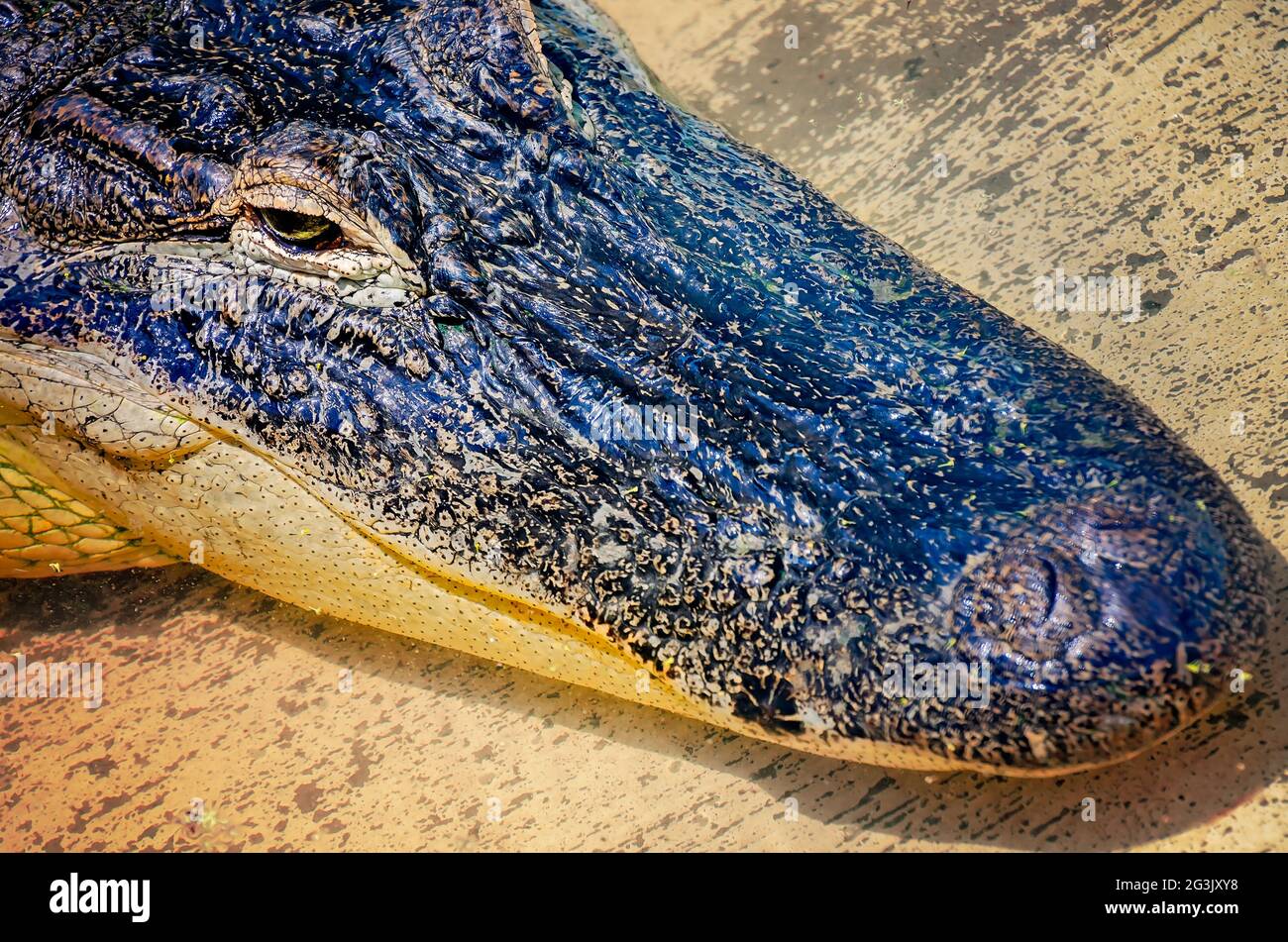 Une jeune alligator américaine repose dans un stylo au Gulf Coast Gator Ranch and Tours, le 12 juin 2021, à Moss point, Mississippi. Banque D'Images