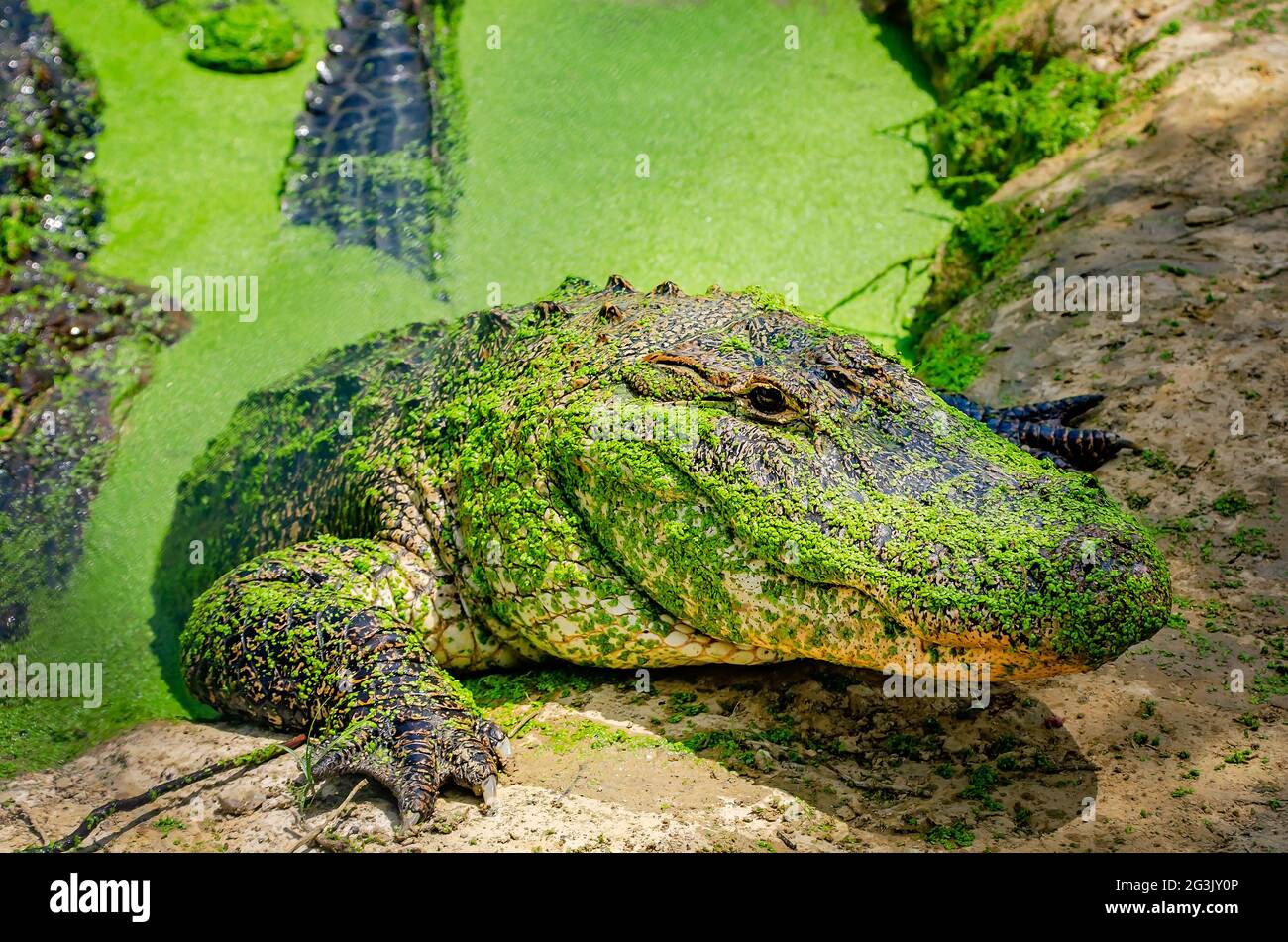 Un alligator adulte monte sur terre au Gulf Coast Gator Ranch and Tours, le 12 juin 2021, à Moss point, Mississippi. Banque D'Images