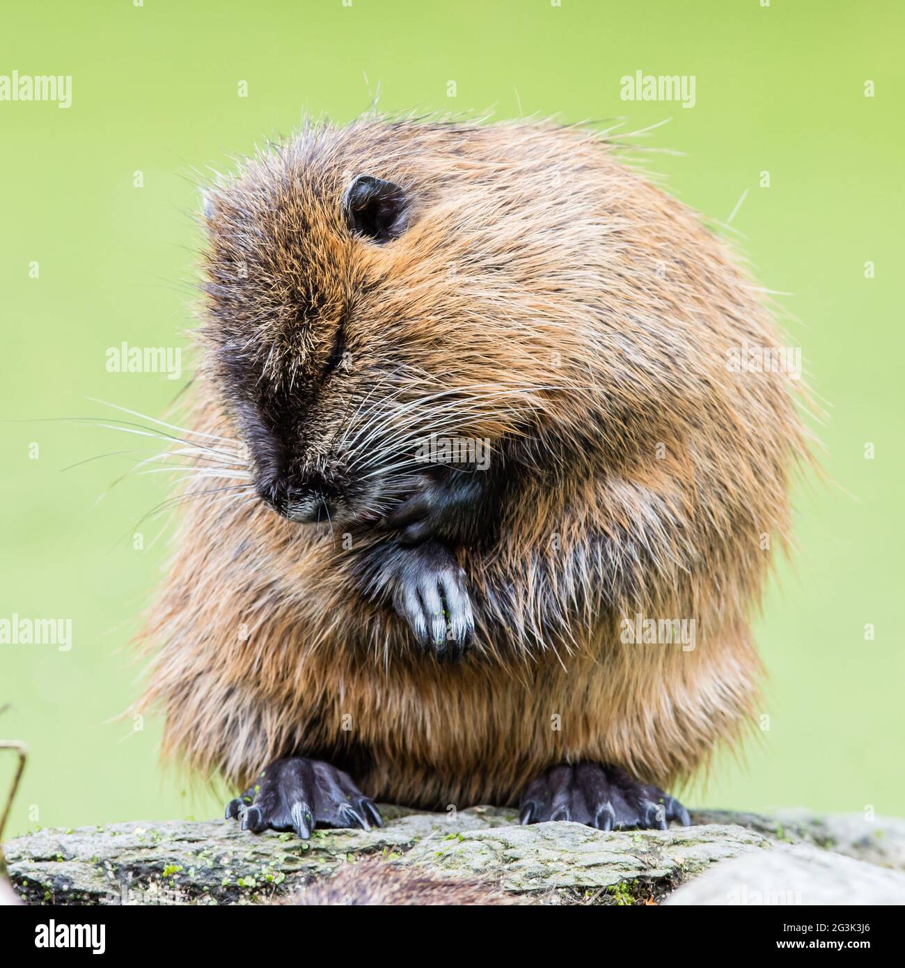 Myocastor coypus, mammifère unique Banque D'Images