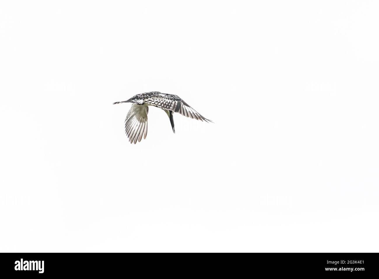Pied Kingfisher à mi-vol Banque D'Images Pied Kingfisher à mi-vol Banque D'Images