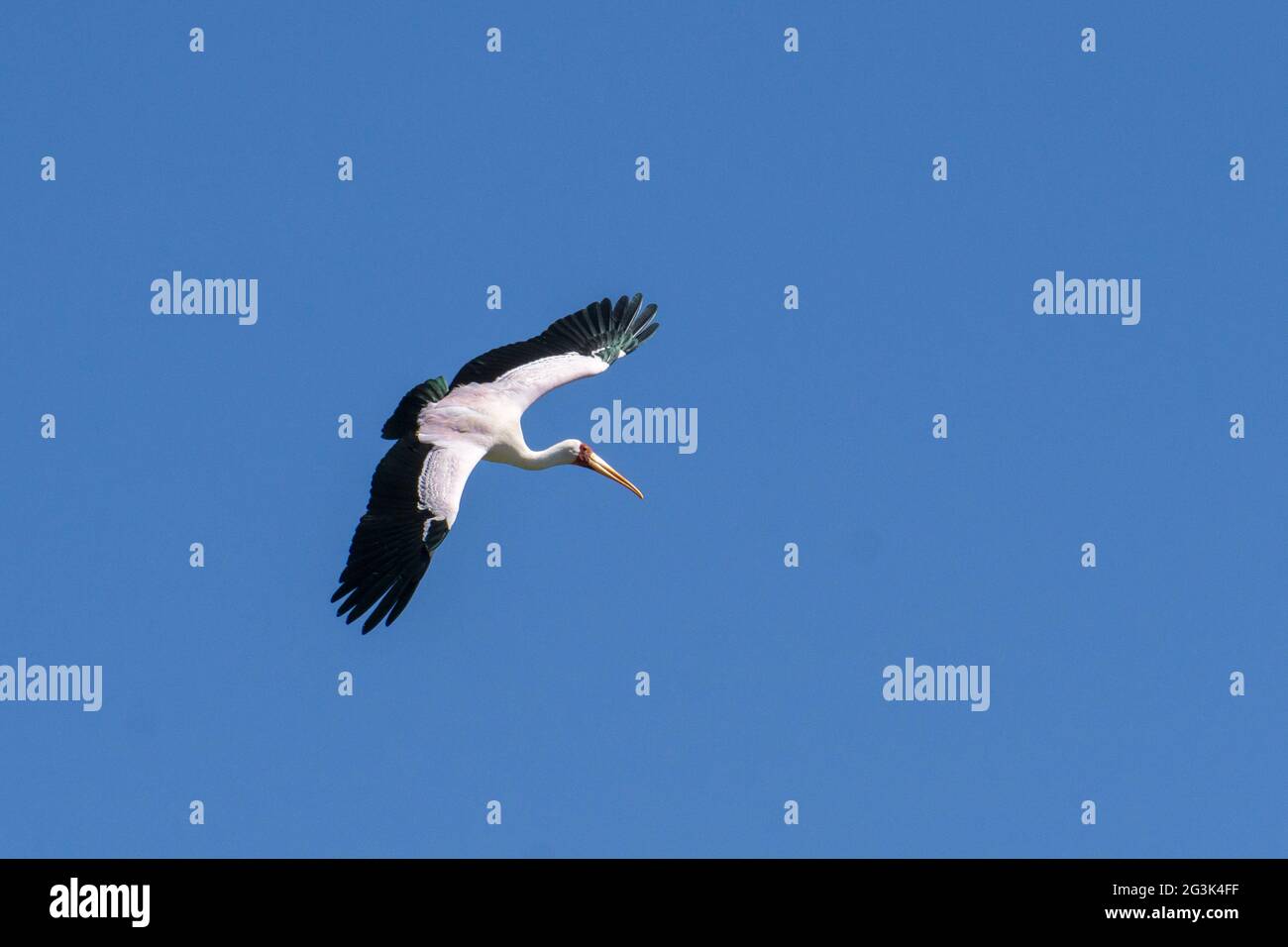 Yellow-billed Stork Banque D'Images