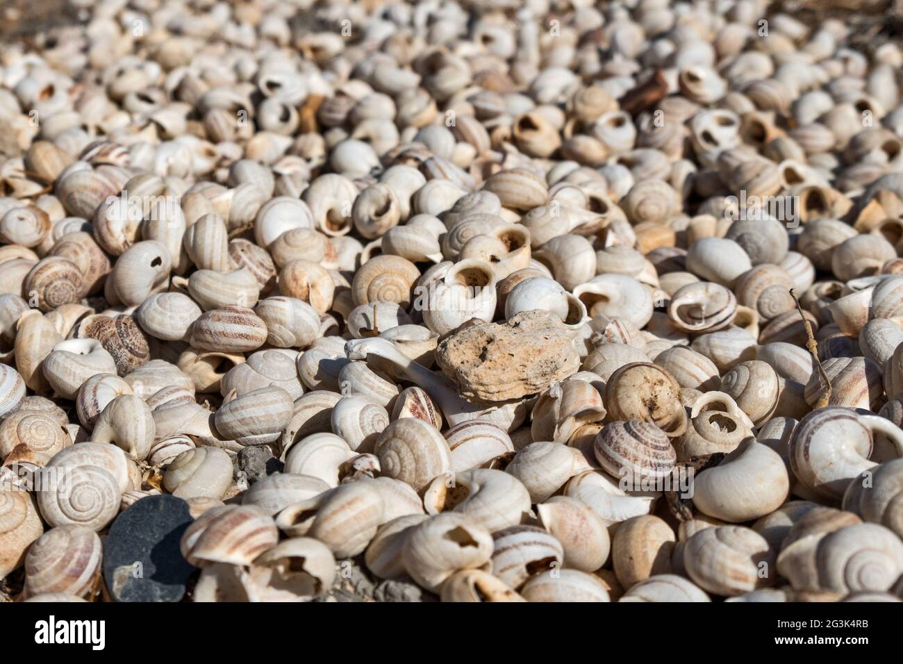 Leere Schneckenhäuser (Schnirkelschnecke) auf der griechischen Insel Kreta Banque D'Images