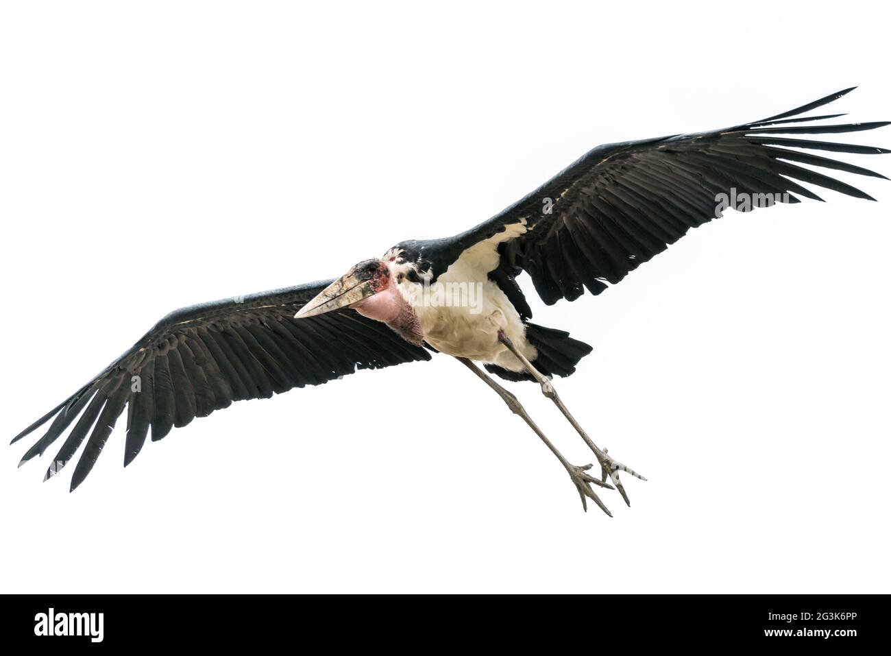 Marabout Stork à mi-vol Banque D'Images