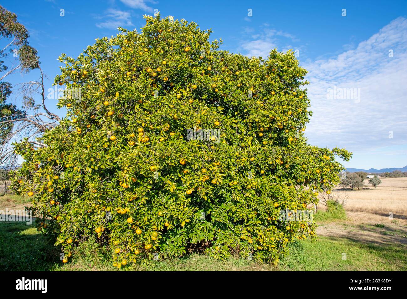 Oranges de Séville , Citrus aurantium, mûrissant sur un grand arbre. Banque D'Images