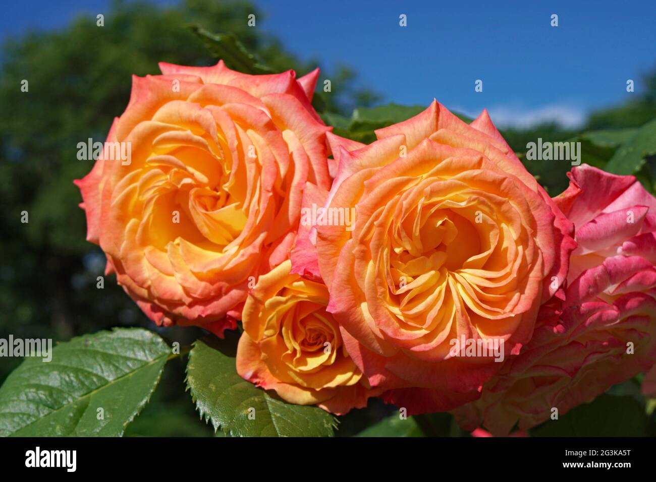 Une rose exceptionnelle dans laquelle chaque fleur passe de pétales roses profonds à l'extérieur au jaune doré à l'intérieur, Garden Delight conçu par Kordes Banque D'Images