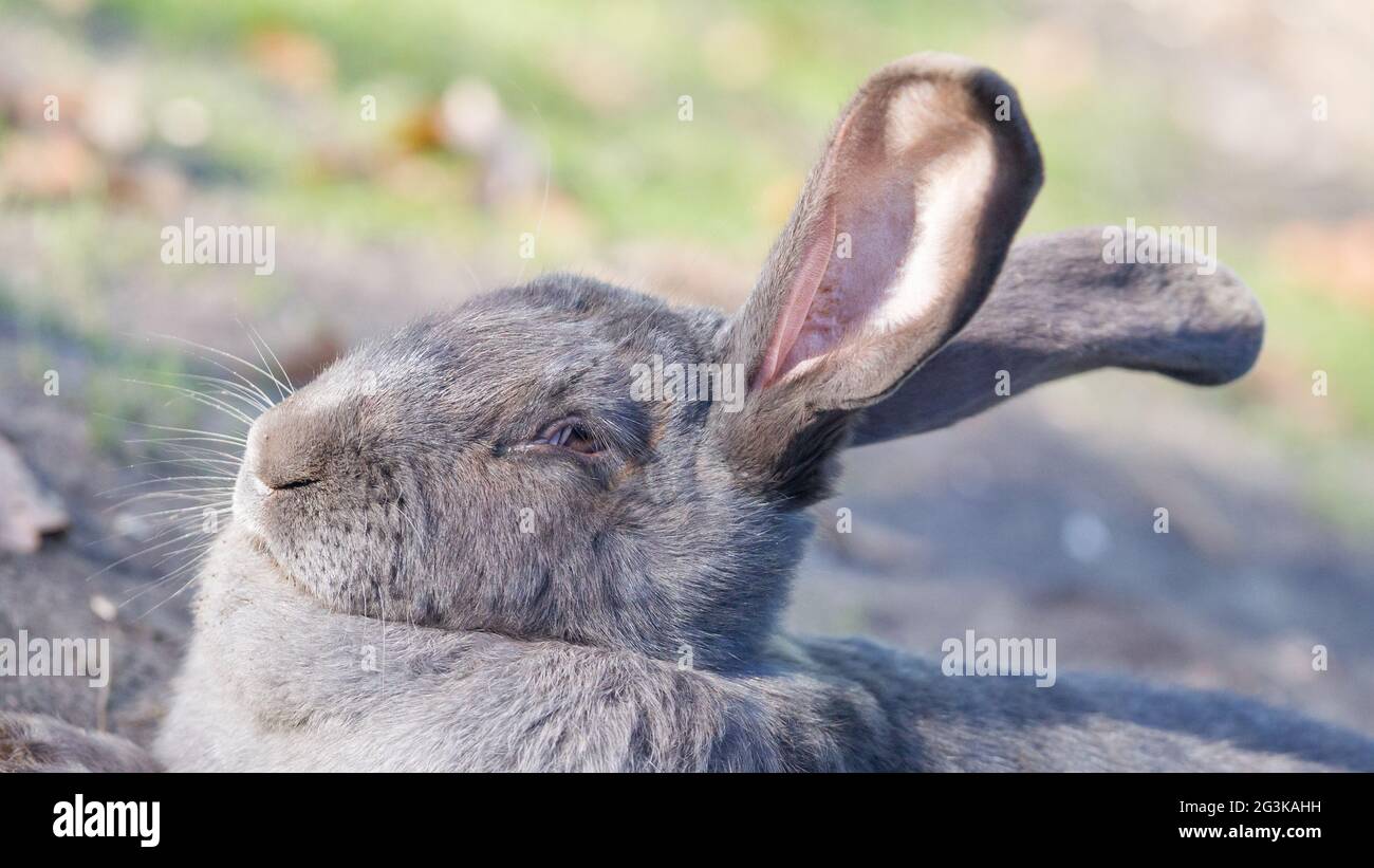 Lapin de race géant belge reposant dehors au soleil Banque D'Images