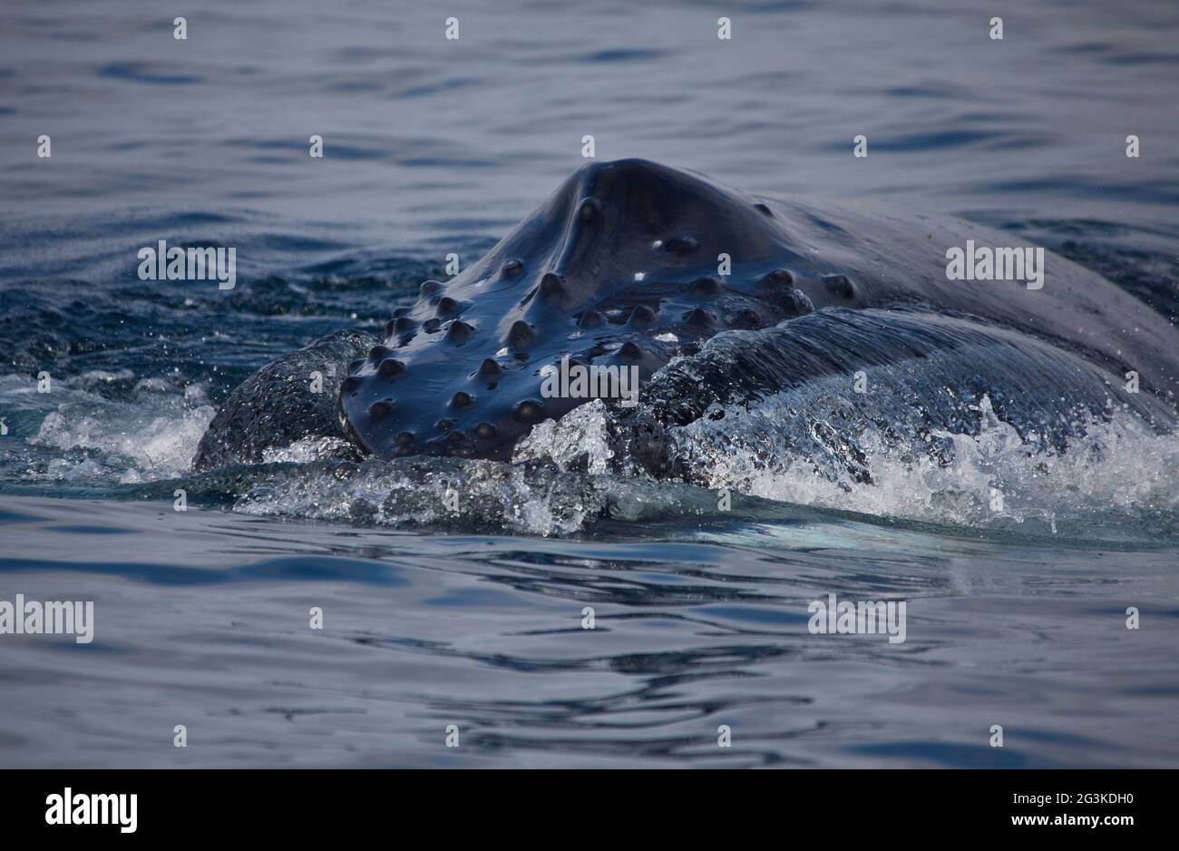 Baleines à bosse se nourrissant de petits poissons au large de Montague Island, Nouvelle-Galles du Sud. Banque D'Images
