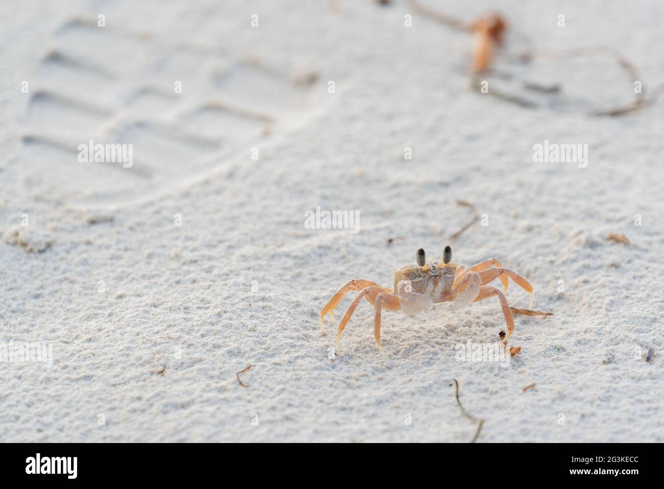 Crabe ghody dans le sable Banque D'Images