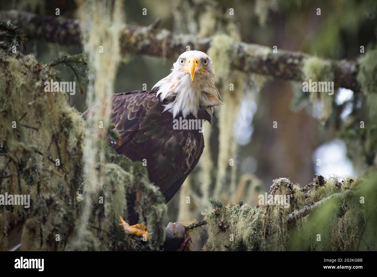 Pygargue à tête blanche dans un arbre de mousse, à Cluxewe, sur l'île de Vancouver Banque D'Images