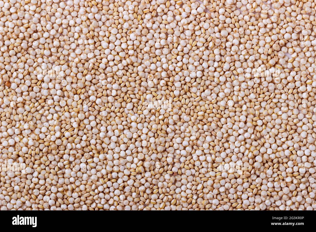 Graines de quinoa blanc Banque D'Images