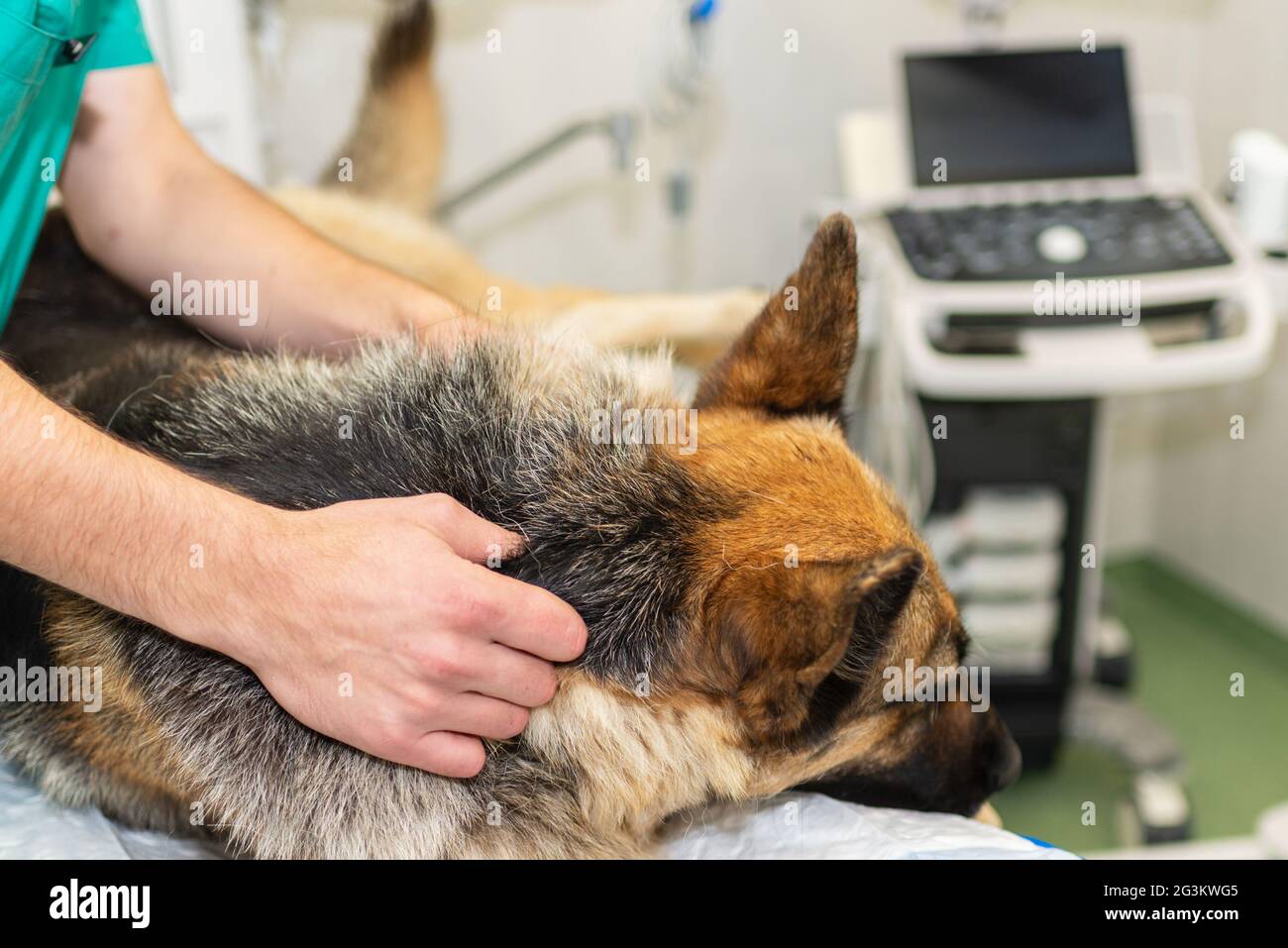 Grand chien sous anesthésie dans une clinique vétérinaire.Berger allemand,chien alsacien allongé sur la table chirurgicale sous anesthésie.vétérinaire.doc mains tenant un Banque D'Images