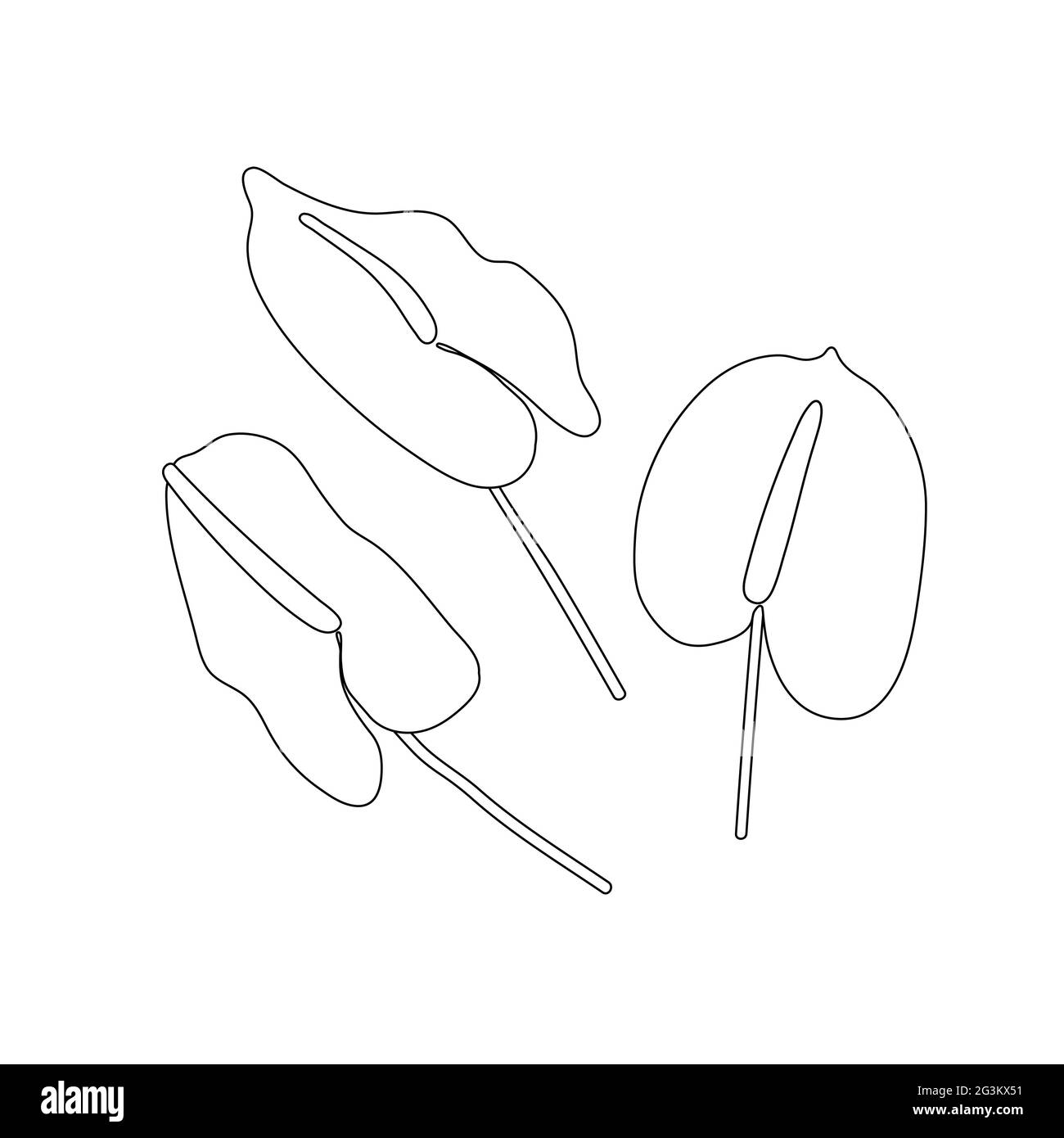 Ensemble plat fleurs. Contour fleurs isolées sur fond blanc. Plantes minimalistes dessinées à la main. Anthurium stylisé, cala. Éléments de plantes tendance. Signe Illustration de Vecteur