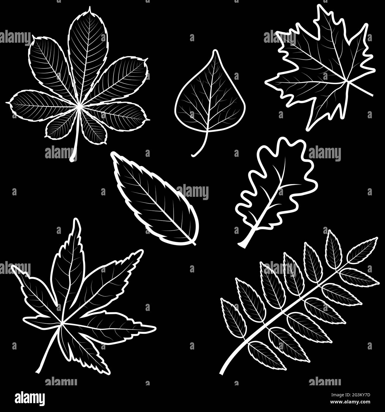 Ensemble de différentes feuilles de châtaignes noir-blanc en chêne d'érable à raisin de rowan. Inclut des lames de contour. Illustration de Vecteur