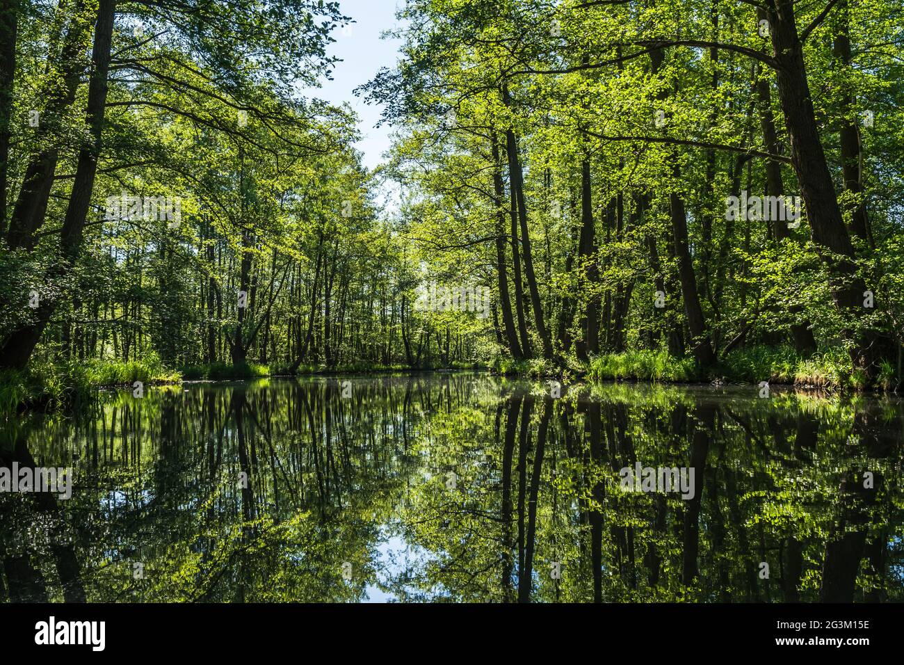 Canal d'eau dans la réserve de biosphère de la forêt de Spree (Spreewald) dans l'État de Brandebourg, Allemagne Banque D'Images