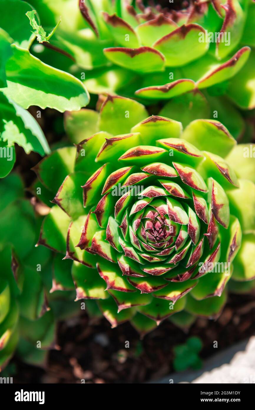 Plante de Sempervivum tectorum, gros plan. Plantes d'intérieur, fleurs en  pots Photo Stock - Alamy