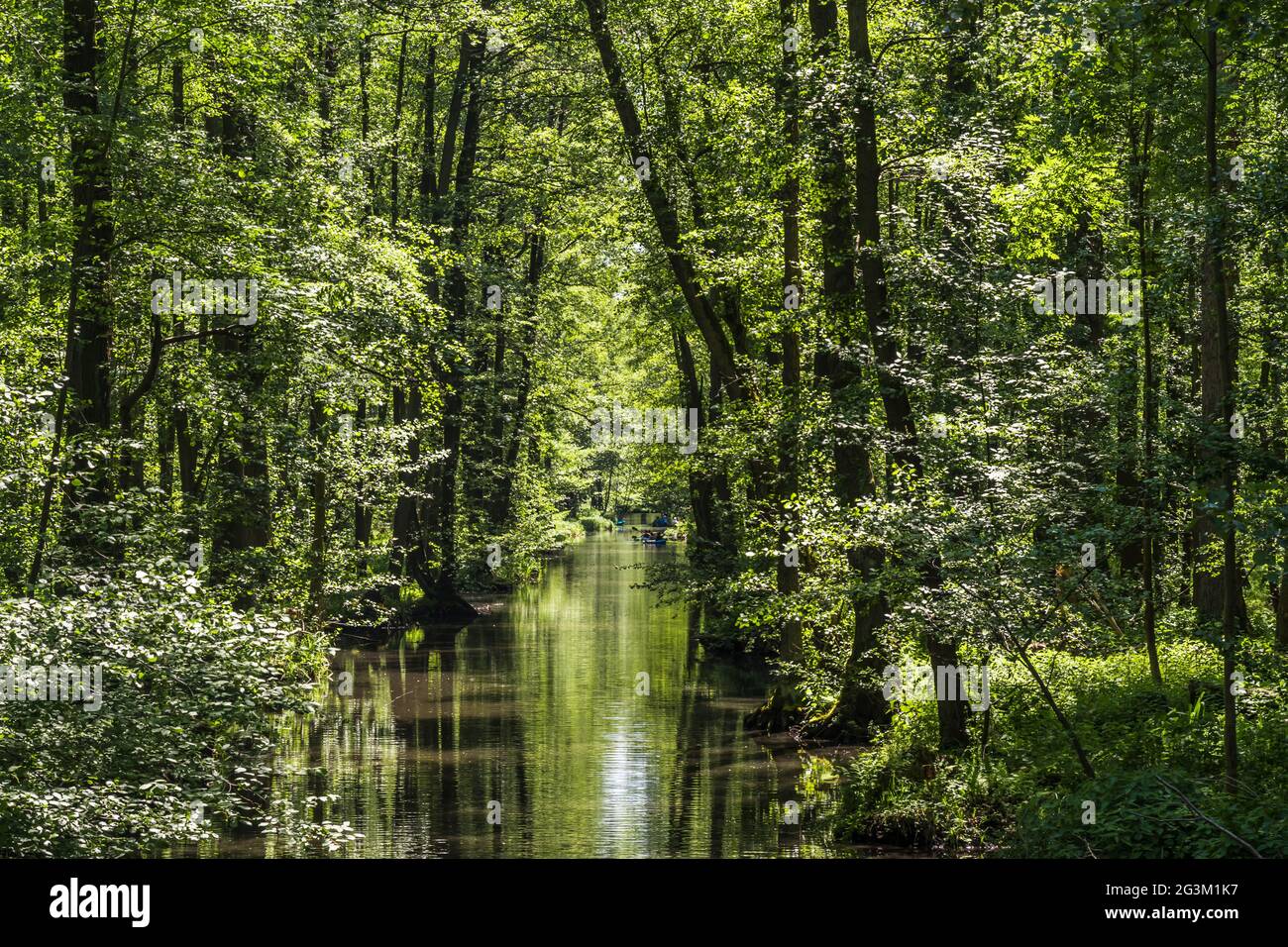 Canal d'eau dans la réserve de biosphère de la forêt de Spree (Spreewald) dans l'État de Brandebourg, en Allemagne, au printemps. Banque D'Images