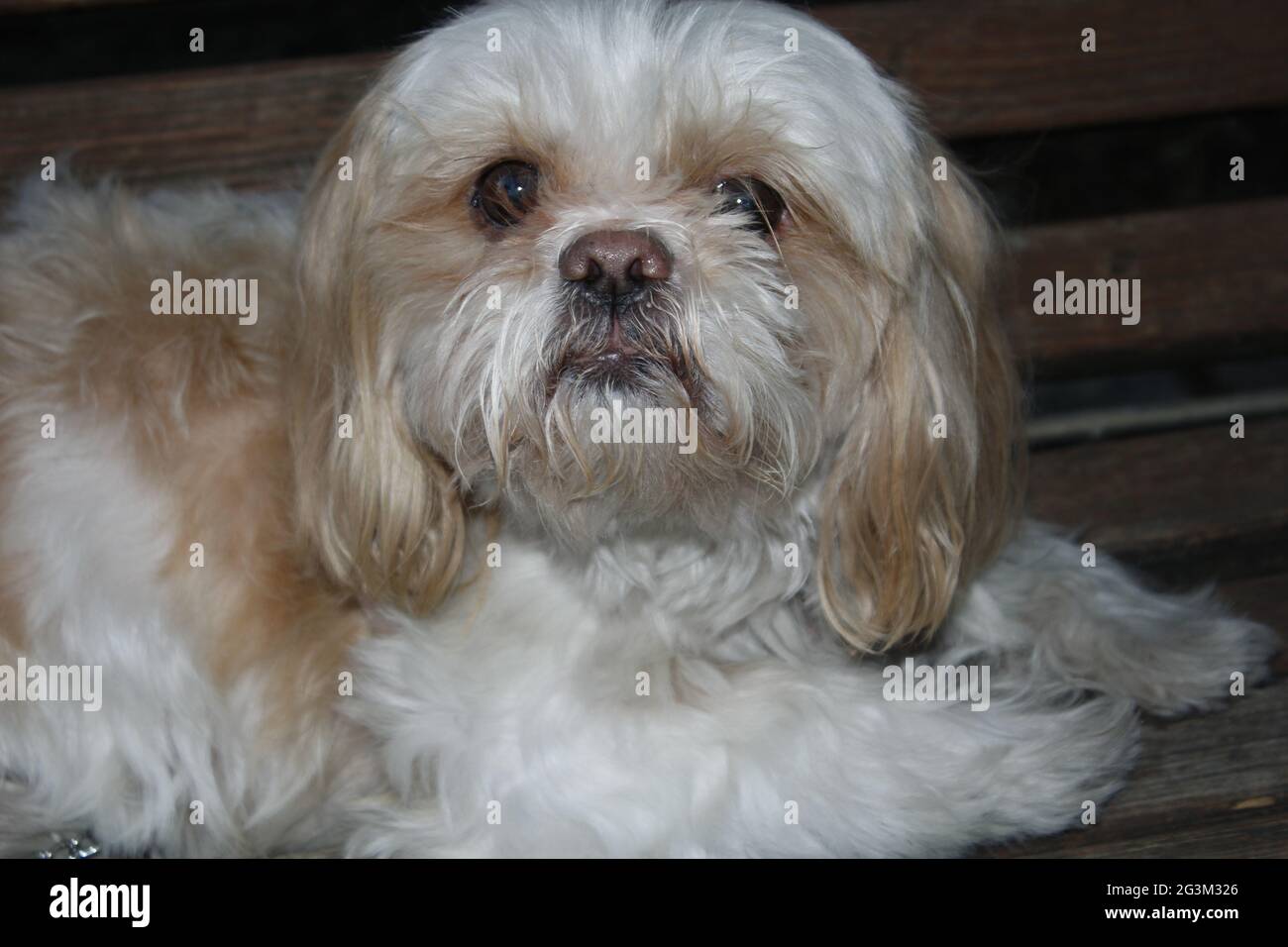 Un chiot marron et blanc mignon regardant autour, ne sait pas quoi faire. Banque D'Images