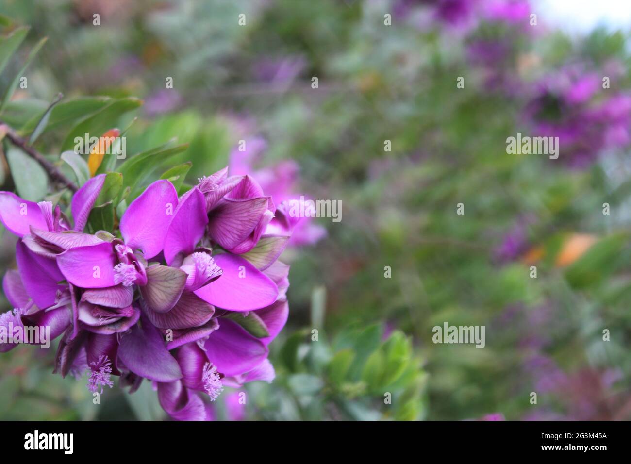 Plantes médicinales sauvages fleurs violettes Banque D'Images