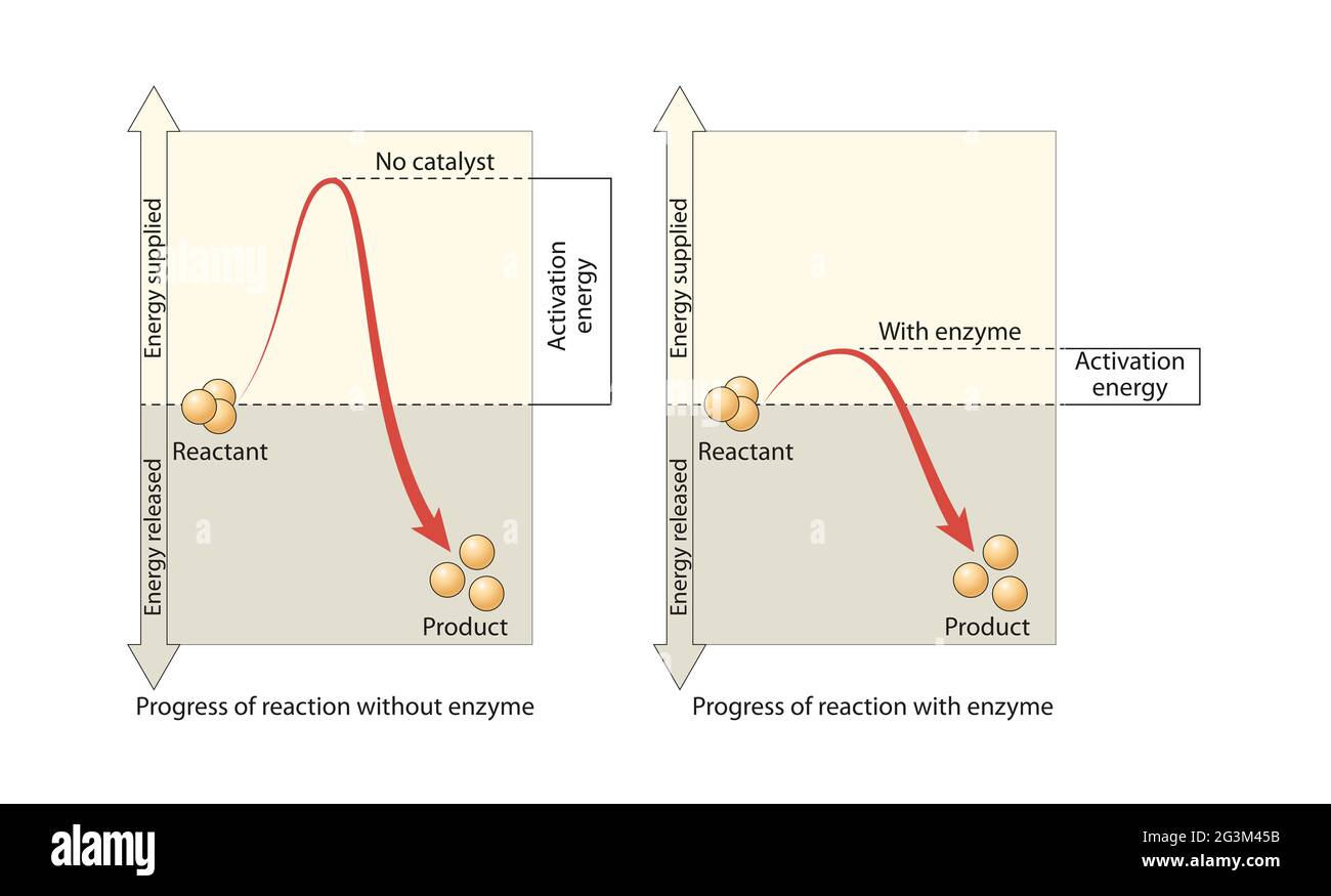 Les réactions de titre se rapportent à l'énergie libre des molécules impliquées Banque D'Images