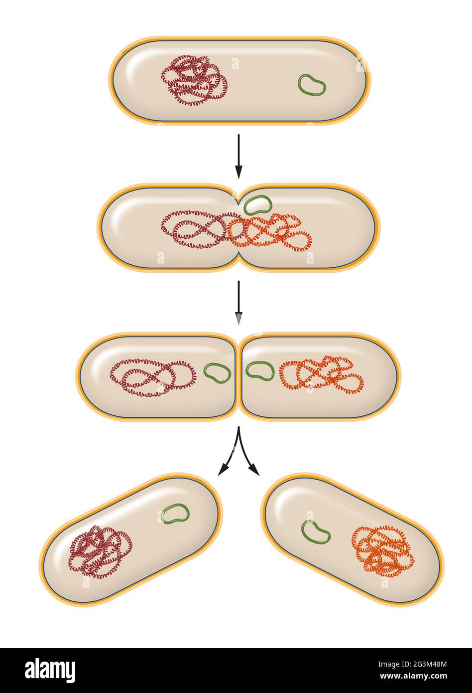 Processus de fission bactérienne. Reproduction Banque D'Images