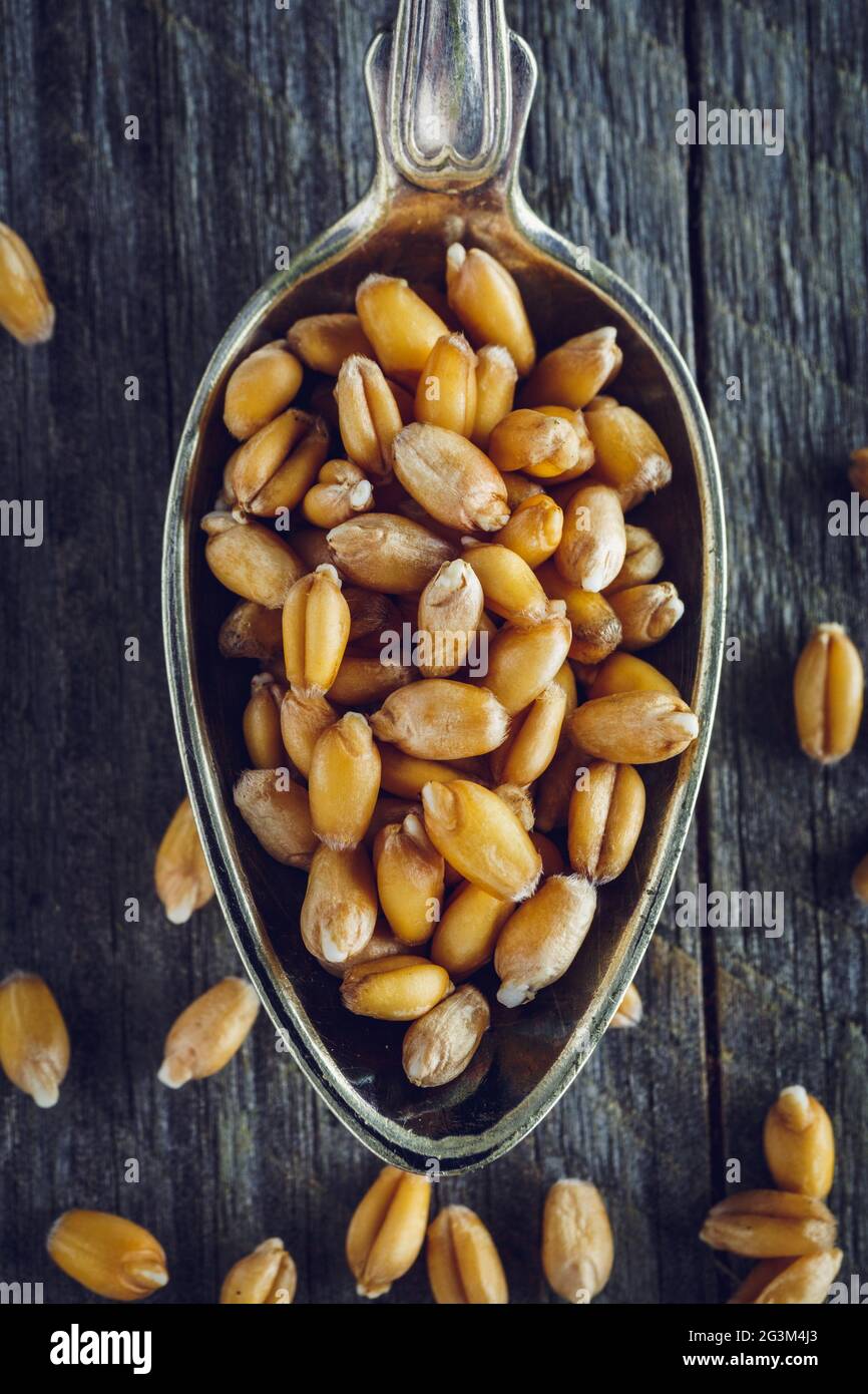 Cuillère à soupe de grains de blé germé sur un fond de bois Banque D'Images