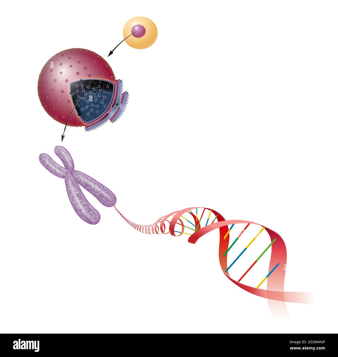 Structure de cellule. Molécule d'ADN Banque D'Images