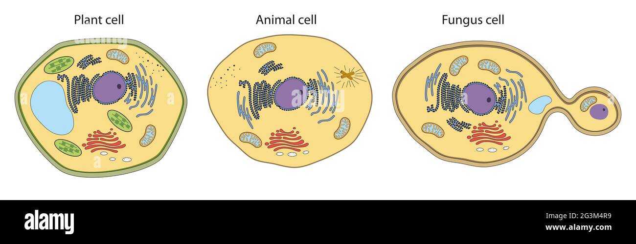 Structure des cellules végétales, animales et fongiques Banque D'Images