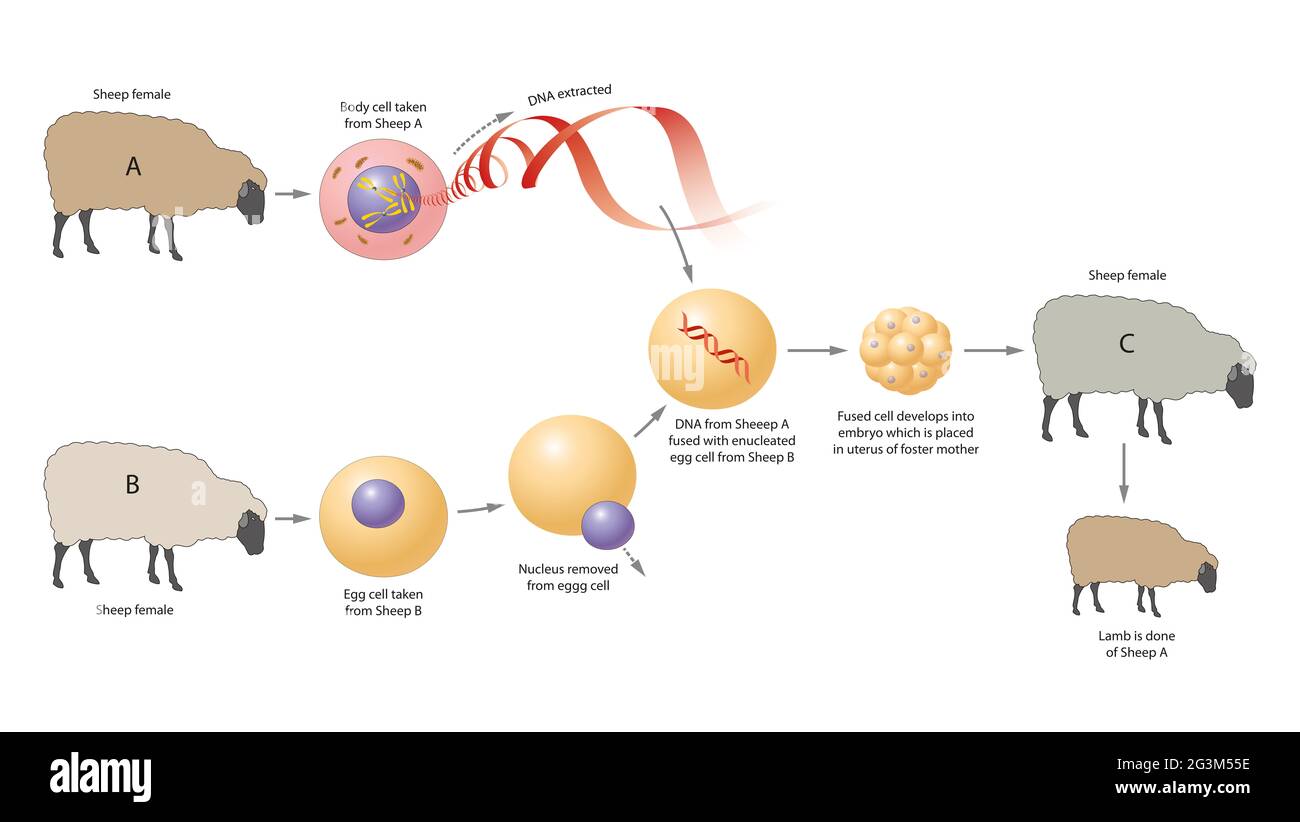 Illustration du processus de clonage animal Banque D'Images