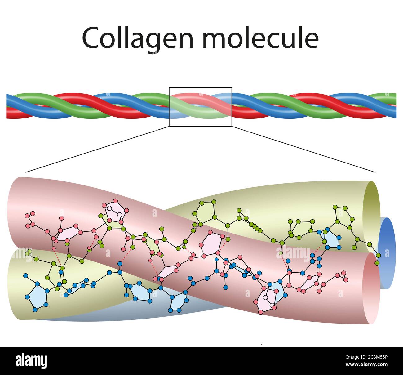 Une petite portion de collagène, colorée pour mettre en évidence les trois chaînes Banque D'Images