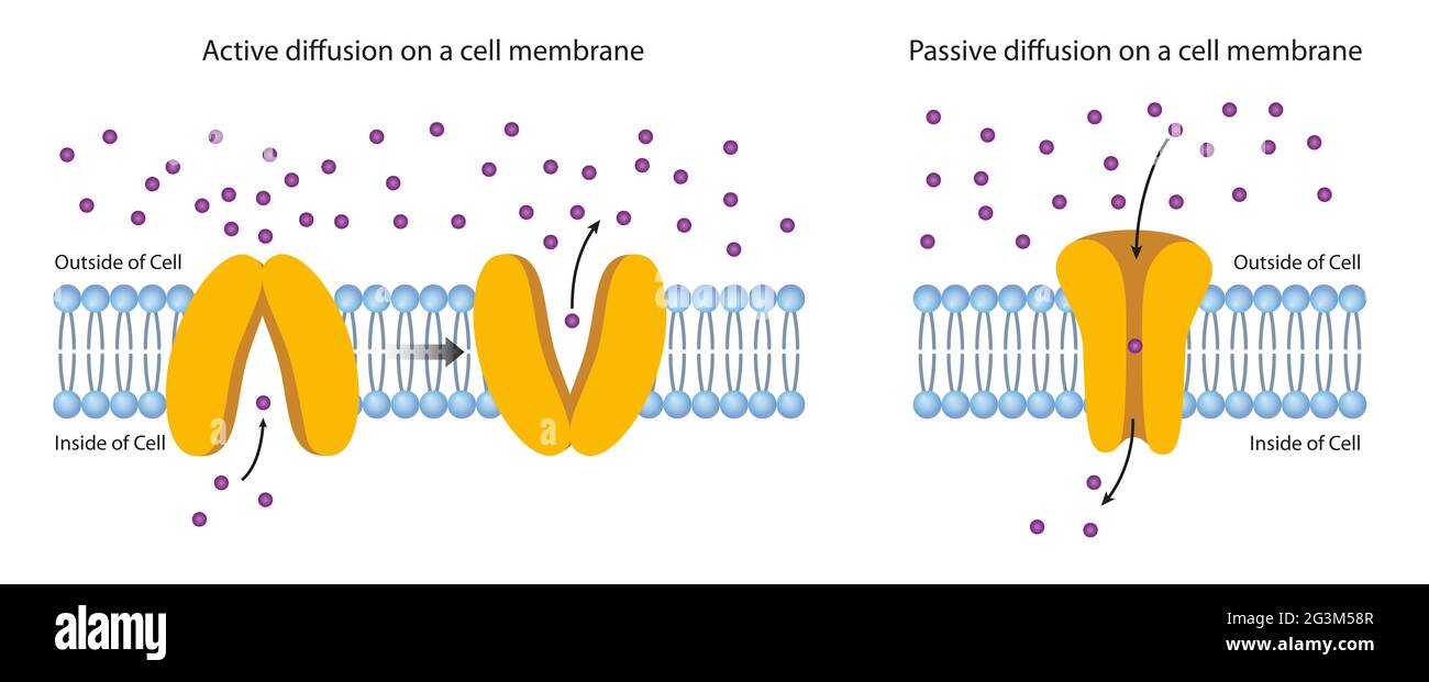Diffusion à travers la membrane plasmique Banque D'Images