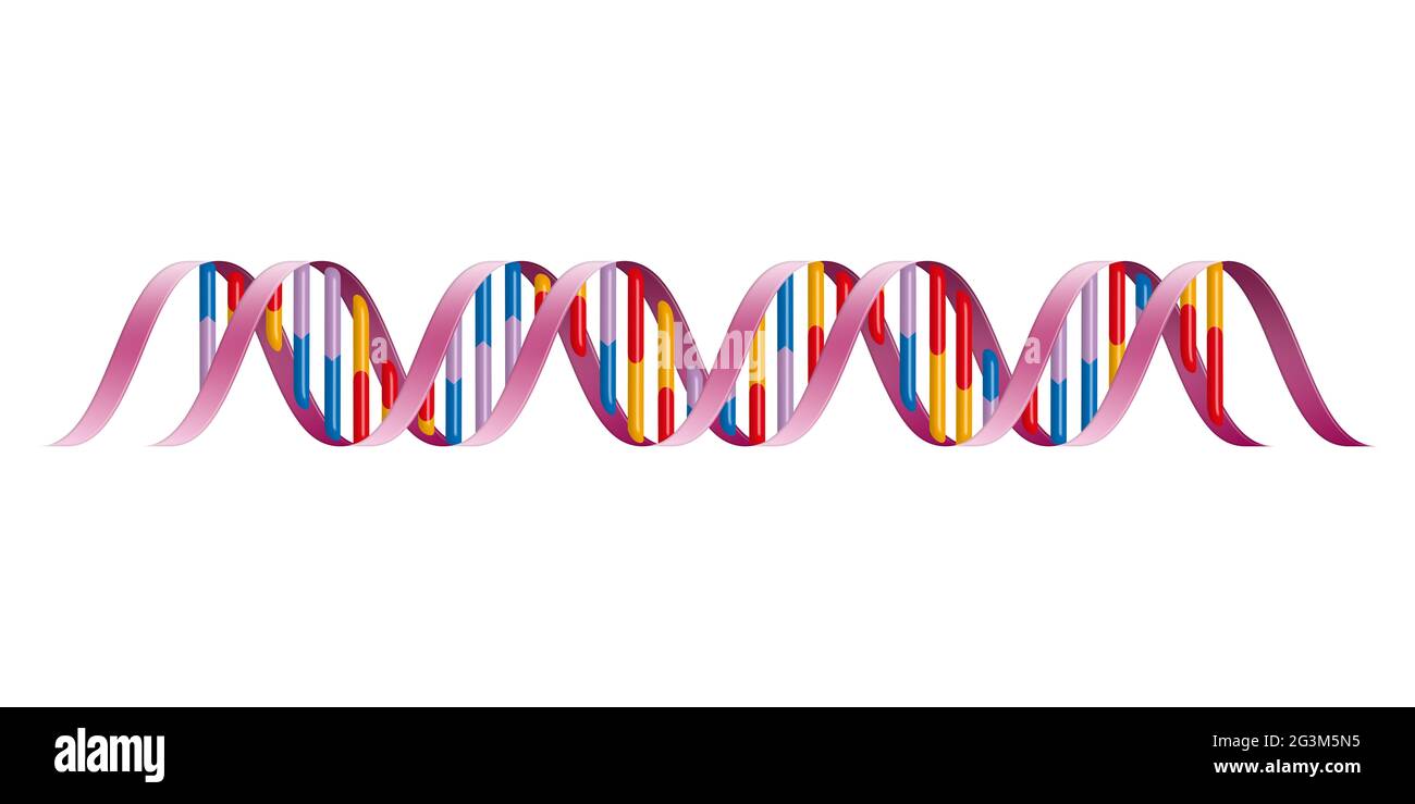 L'ADN, ou acide désoxyribonucléique, est le matériel héréditaire des humains et de presque tous les autres organismes Banque D'Images