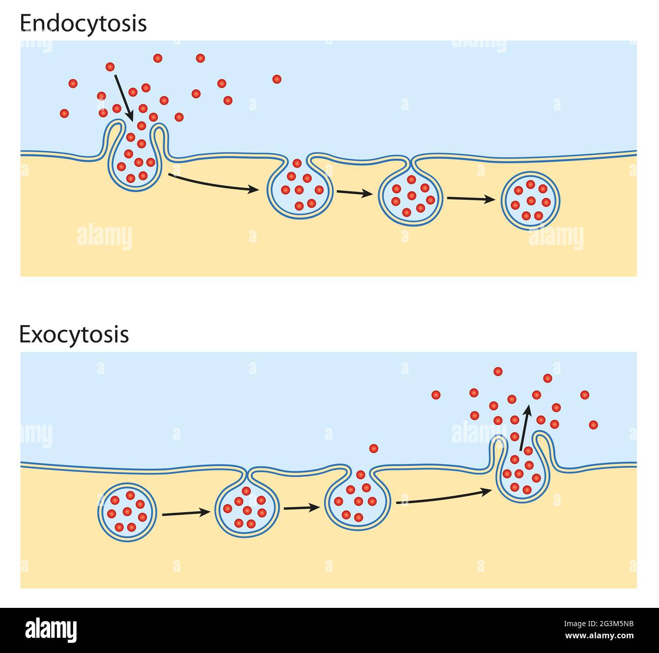 Endocytose, exocytose. La cellule transporte les protéines dans la cellule Banque D'Images